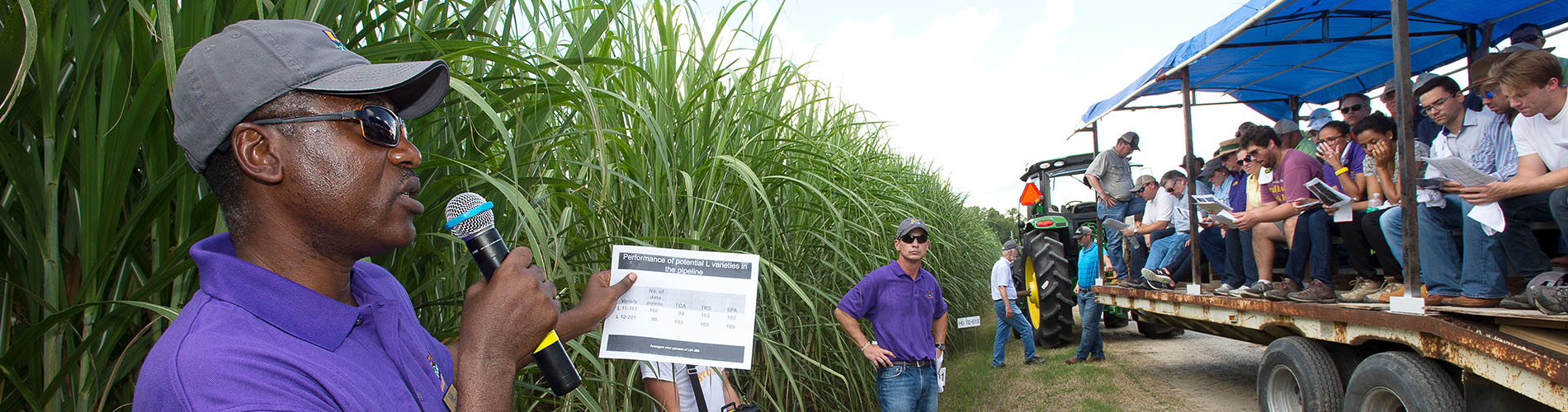Sugar Cane Field Dayjpg